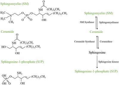 The Role of Sphingolipid Metabolism in Bone Remodeling